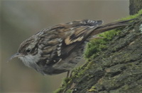 Certhia brachydactyla